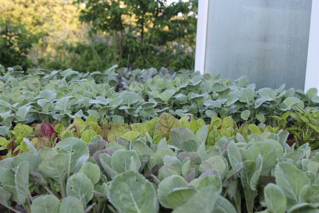 Update from the Gardens