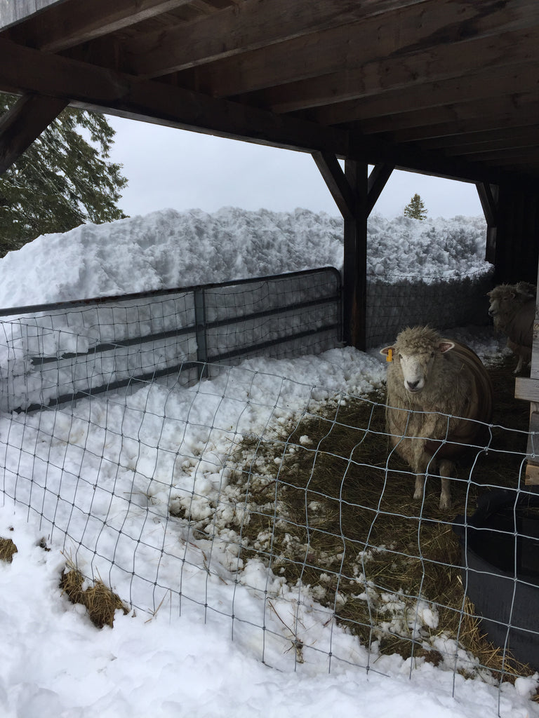 Burried in Snow