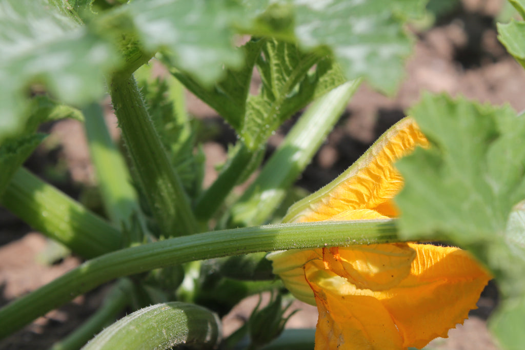 Update from the Gardens
