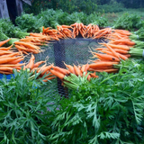 Carrots