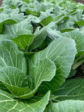 Bok Choi