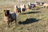 Spiced Ground Mutton