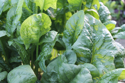 Spinach Pesto